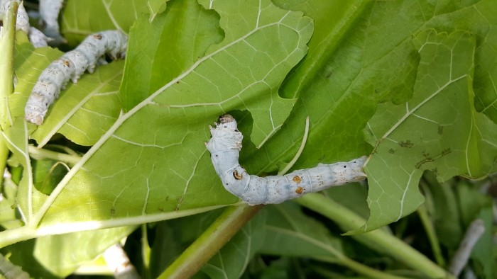 研究表明蝗虫和蚕等昆虫具有类似新鲜橙汁的抗氧化能力