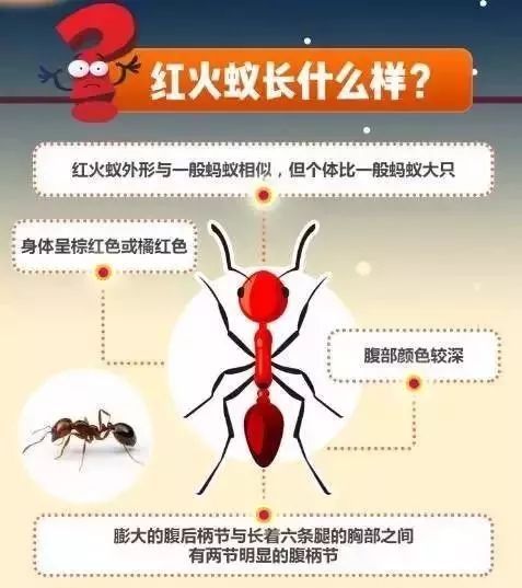 红火蚁位列最危险入侵物种已传播至国内10余省份