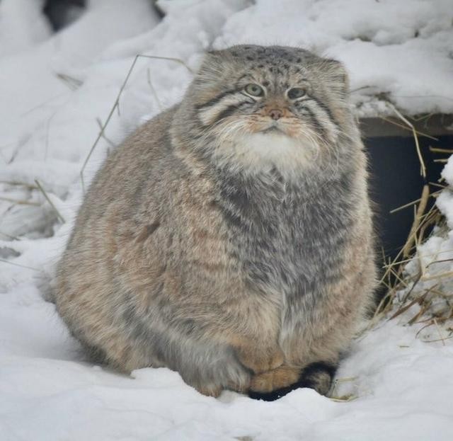 养猫还是养猪网友晒自家的巨型猫咪们