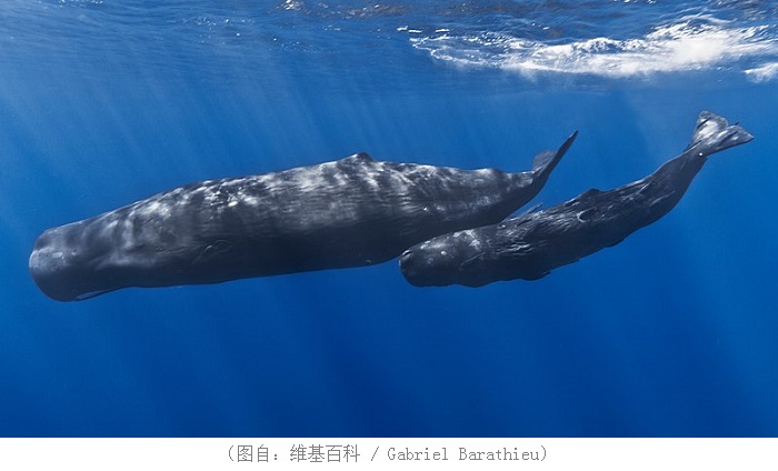 800px-Mother_and_baby_sperm_whale.jpg