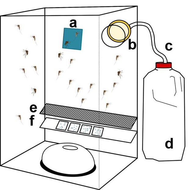 mosquito-waste-virus-detection-1.jpg