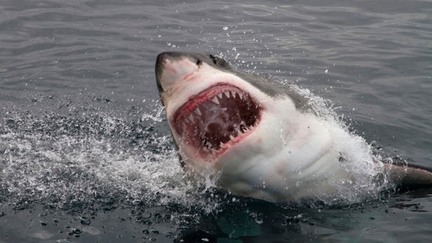 great-white-shark-heavy-metals-1.jpg