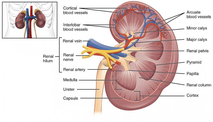 1024px-2610_The_Kidney.jpg