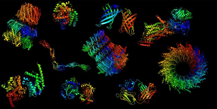 Proteins, like these shown in 3D computer models.jpg
