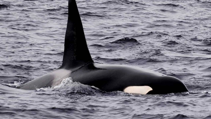 orca-1280x720.jpg