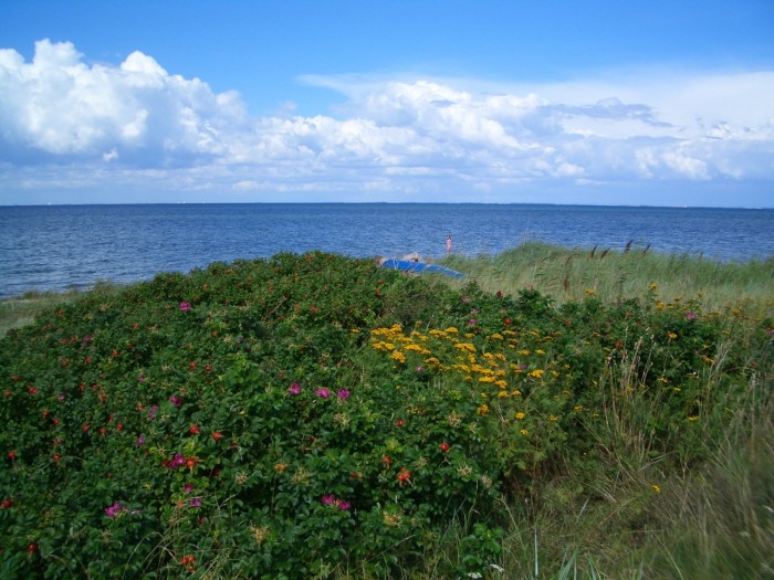 The_seaside_in_summer_-_Femø.JPG