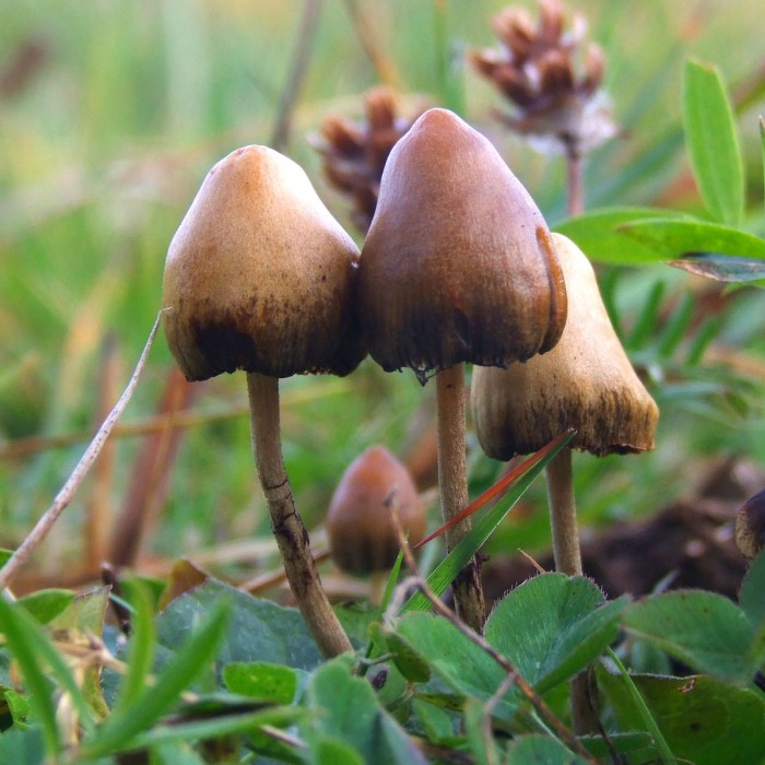 1200px-Psilocybe_semilanceata_6514.jpg