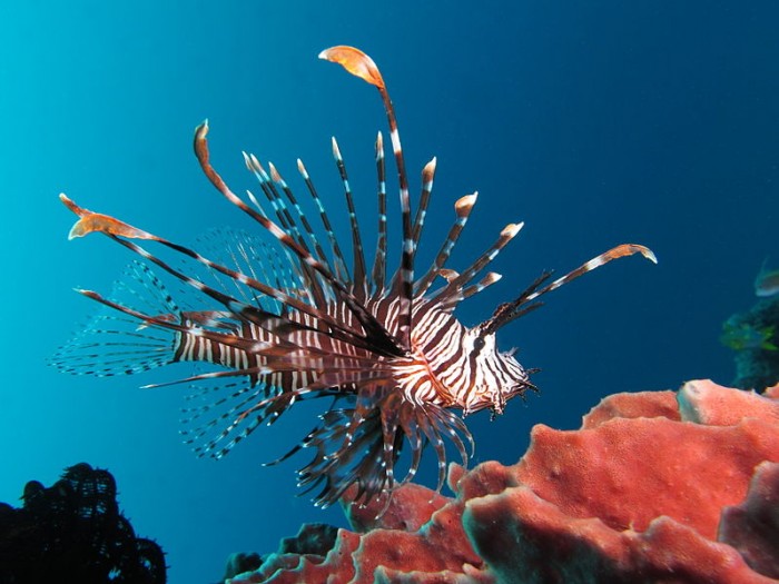 799px-Red_lionfish_near_Gilli_Banta_Island.JPG