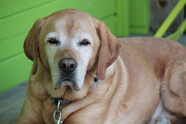 640px-Dog_for_Senior_Dog_Food_Diet_Wikipedia_Page.jpg