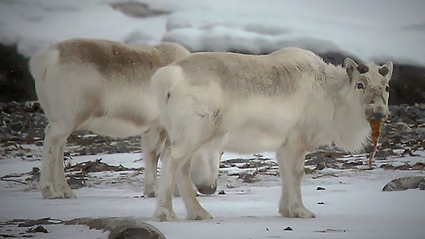 reindeer-seaweed-climate-change-1.jpg