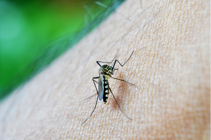 Bite-Malaria-Sri-Lanka-Dengue-Mosquito-Decease-213805.jpg