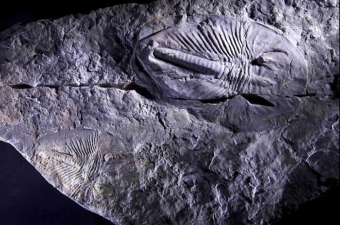 Fluctuating-oxygen-caused-evolutionary-surges-during-Cambrian-period.jpg