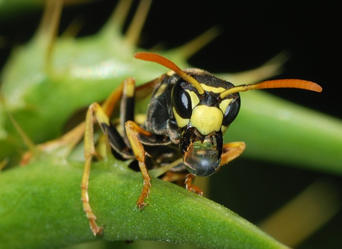 Wasp_March_2008-1.jpg