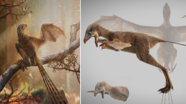 ambopteryx-5.jpg