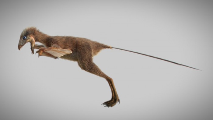 ambopteryx-2.jpg