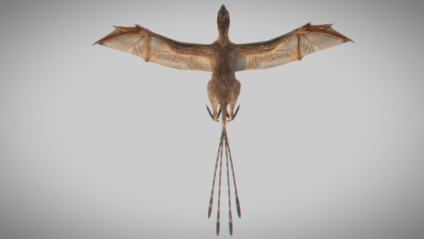 ambopteryx-1.jpg