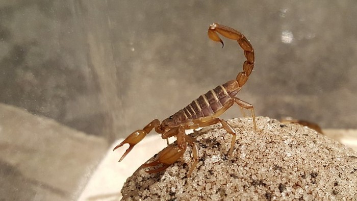 800px-Northern_Scorpion,_Paruroctonus_boreus.jpg