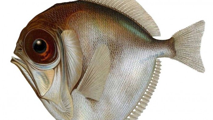 fish-1280x720.jpg