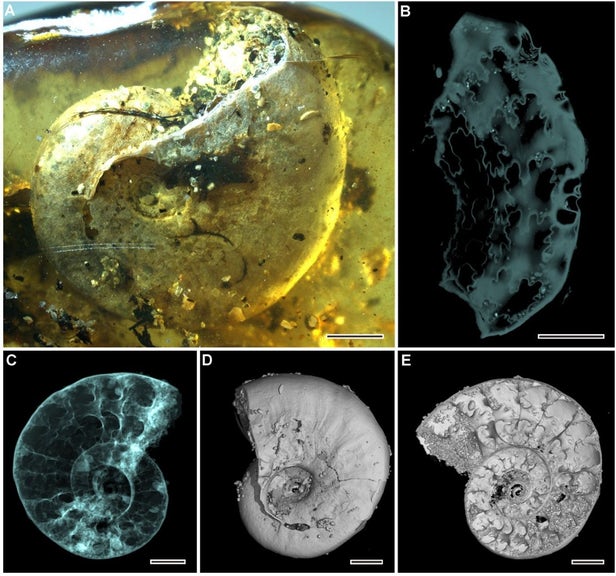 amber-ammonite-1.jpg