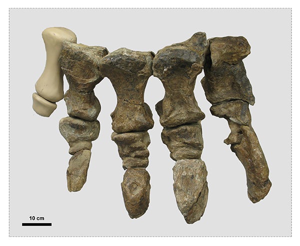 rhoetosaurus-3.jpg