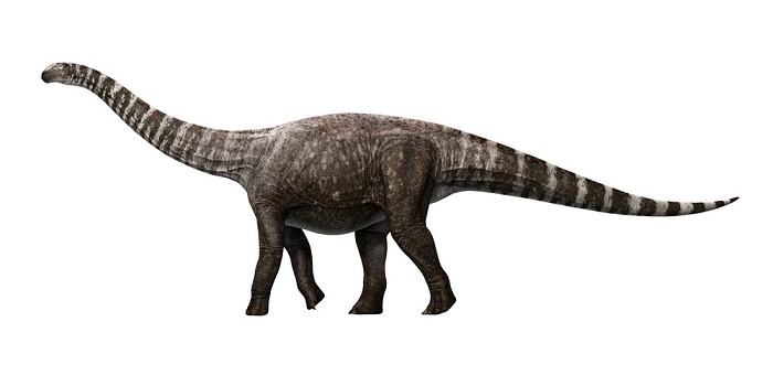 (图自:昆士兰博物馆,vianew atlas)据悉,蜥脚类恐龙是类似腕龙的巨型