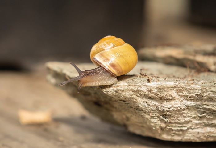 snails-4077883_1280.jpg