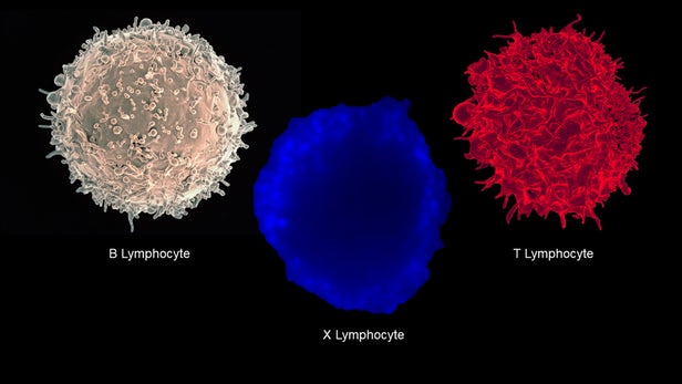 immune-diabetes-2.jpg