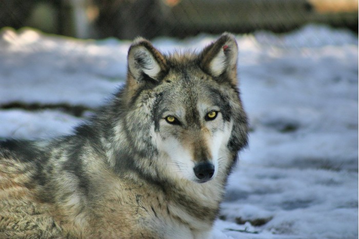 wolf-4201081_1280.jpg