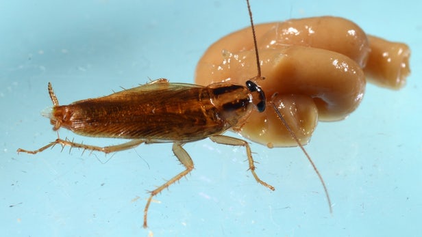 cockroach-1.jpg