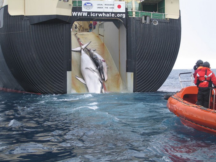 1024px-Japan_Factory_Ship_Nisshin_Maru_Whaling_Mother_and_Calf.jpg
