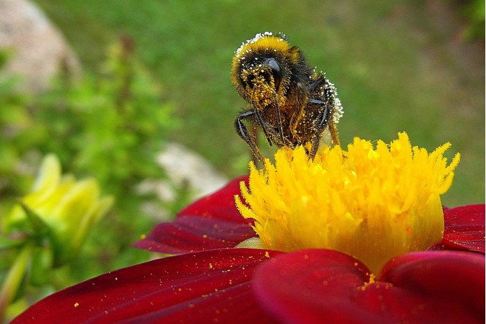bee-3989484_960_720.jpg