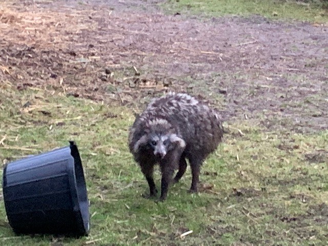 Raccoon Dogs.jpg