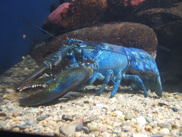 800px-Blue-lobster.jpg