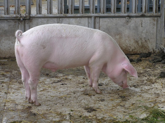 Sus_scrofa_scrofa.jpg