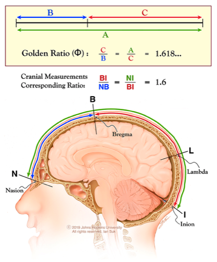 1685-ifzxhxm0990295.png