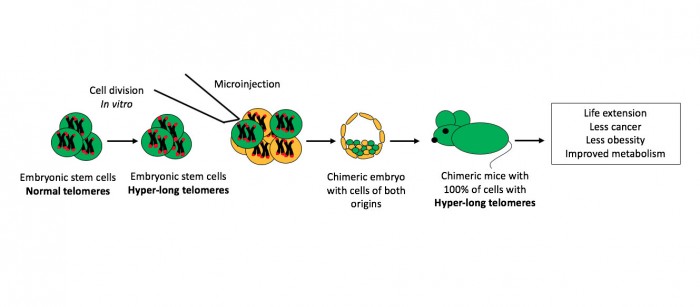 10-cnioresearch.jpg