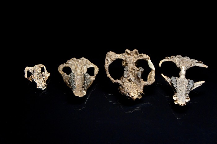 38_RoM_4-MAMMALS_DSC00188_edit.jpg