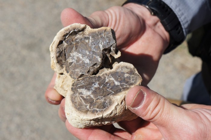 26_RoM_CONCRETION-FOSSIL_DSC00010.jpg