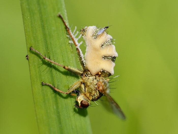800px-Entomophthora_muscae_on_Scathophaga_stercoraria_(lateral_view).jpg