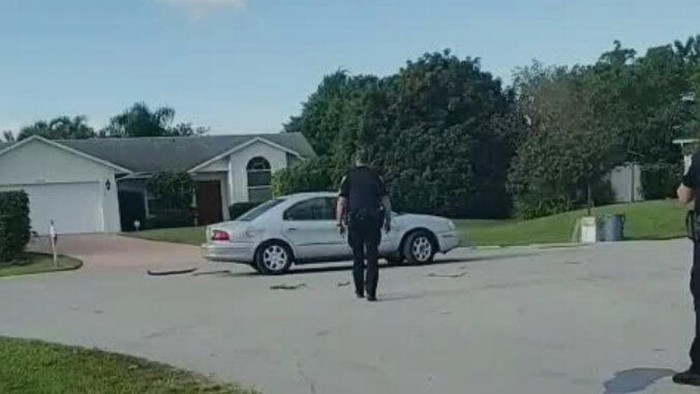 maxdrivingdog2.jpg