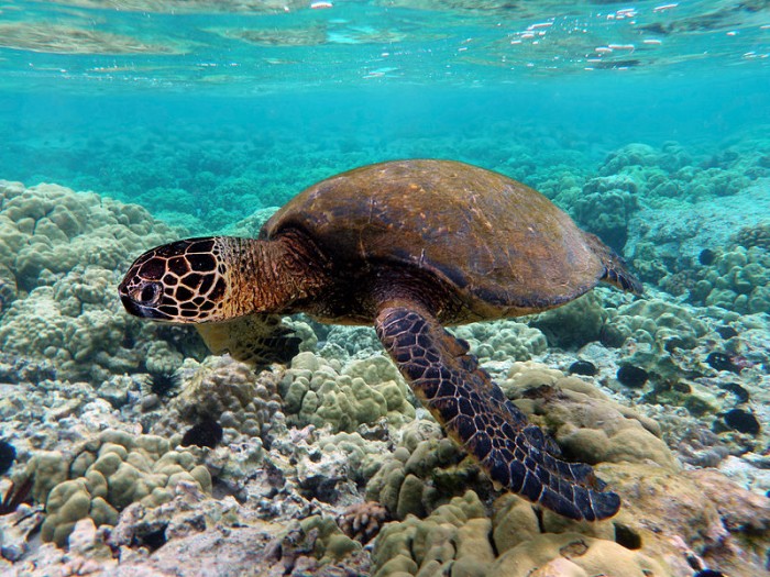 800px-Green_turtle_swimming_over_coral_reefs_in_Kona.jpg