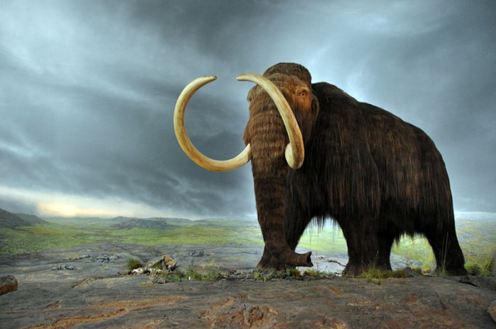 800px-Woolly_mammoth.jpg