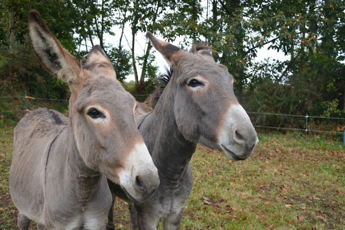 donkeys-2800948_960_720.jpg