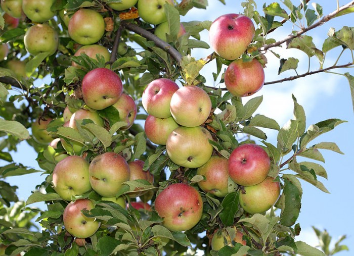 800px-Apples_on_tree_2011_G1.jpg