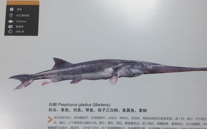 长江鱼种大全图片图片