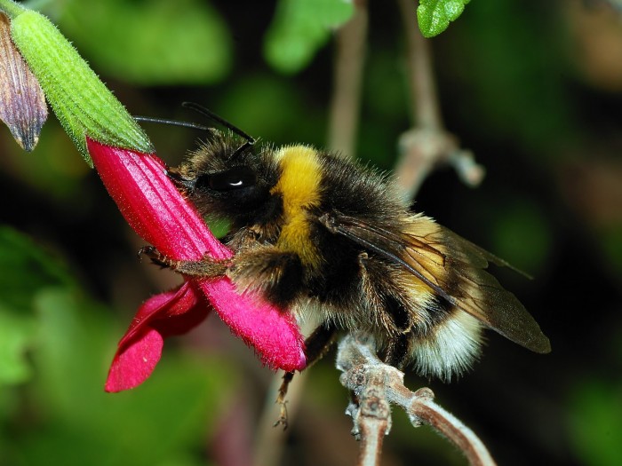1280px-Bumblebee_October_2007-3a.jpg