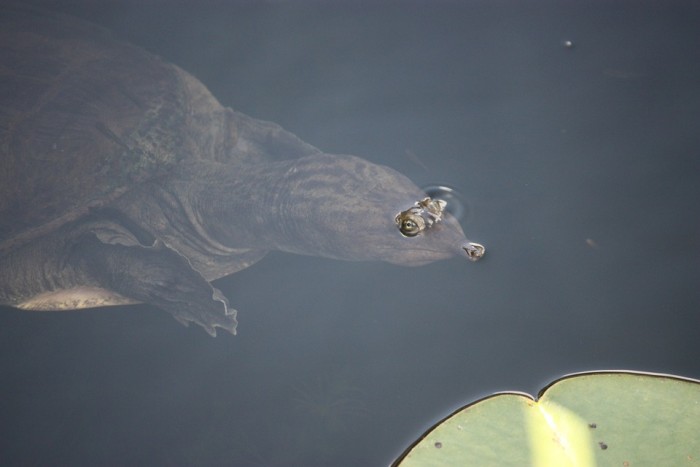 softshell-turtle-596443_960_720.jpg