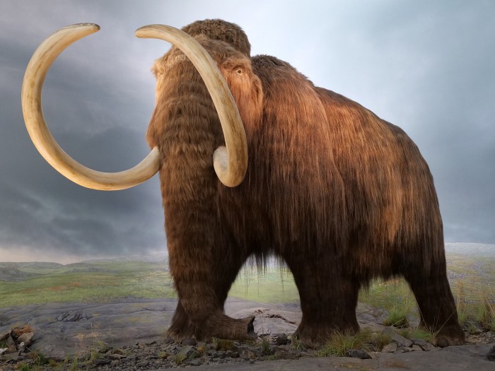 1600px-Victoria.Mammut.P1033804.jpg