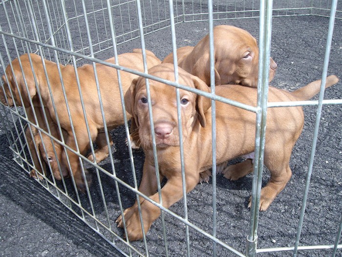 800px-Vizsla_puppies_cage.jpg