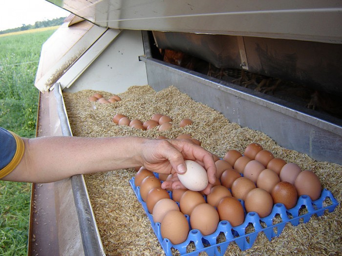 800px-Collecting_eggs_on_an_organic_farm.jpg